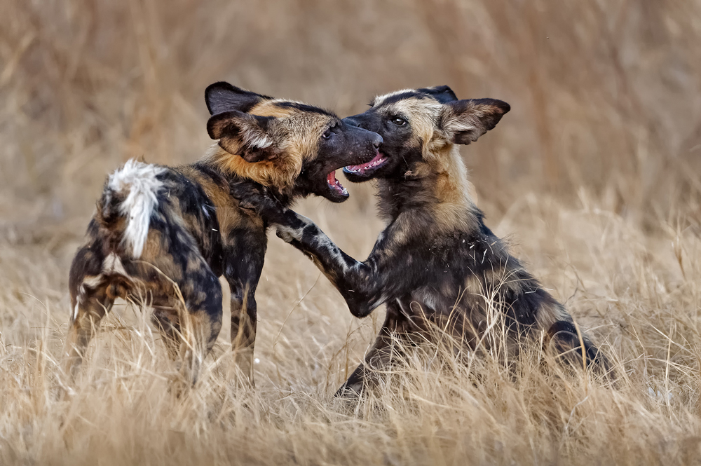 Wild dog pups playing
