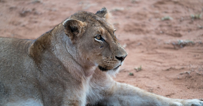 African lioness 