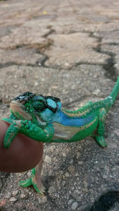Chameleon with claw on person's finger