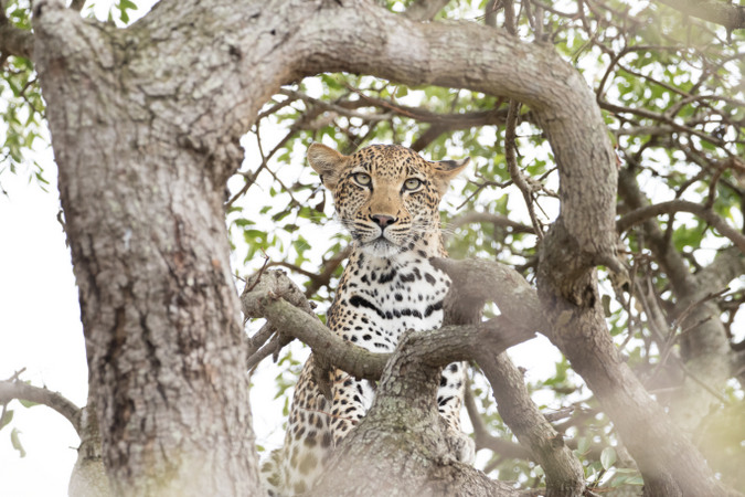 Leopard in a tree