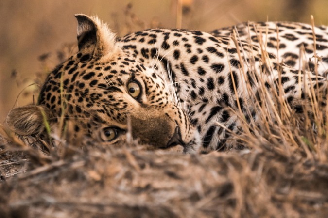 Preventing a humanleopard conflict at Horton Plains - PressReader