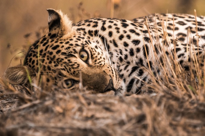 Leopard Facts  Southern Africa Wildlife Guide