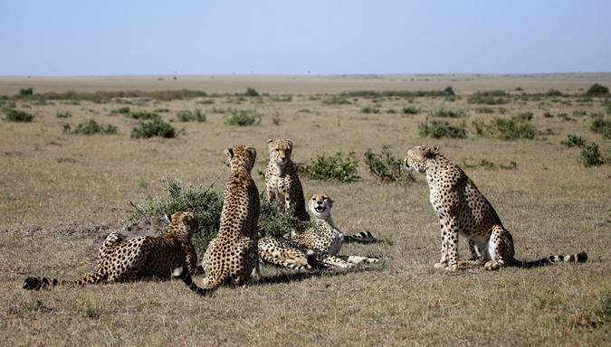 Five cheetahs in Maasai Mara National Reserve in Kenya