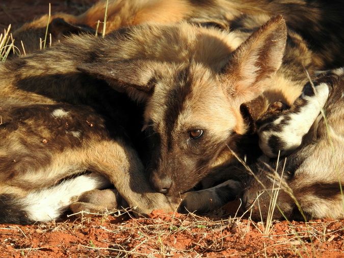 African wild dog puppy