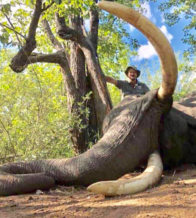 Biggest Elephant in Botswana Killed by Trophy Hunters for 8ft Tusks