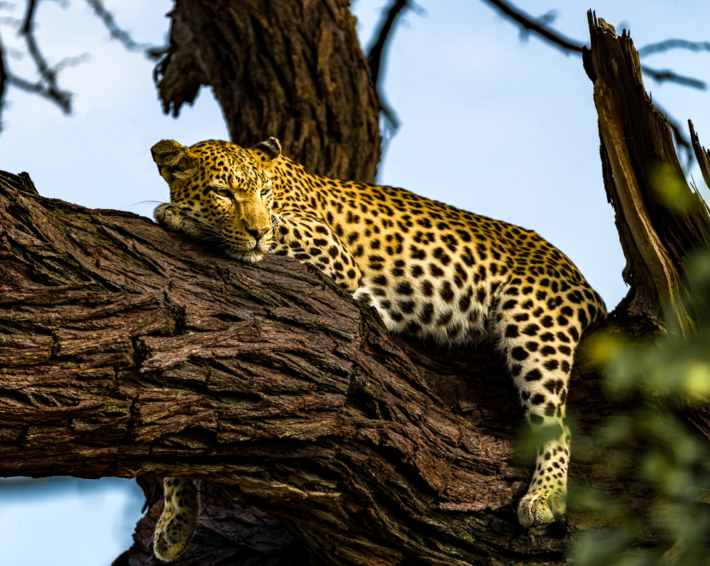 A leopard relaxing in a tree