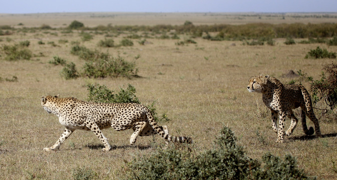 Female cheetah walking away from male cheetah in Maasai Mara National Reserve in Kenya