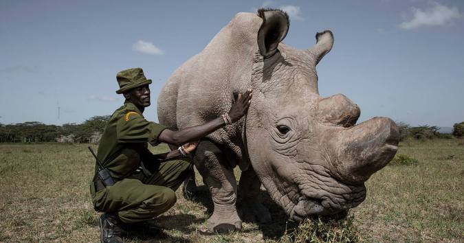 Sudan The Last Male Northern White Rhino Showing Signs Of Ailing Africa Geographic 