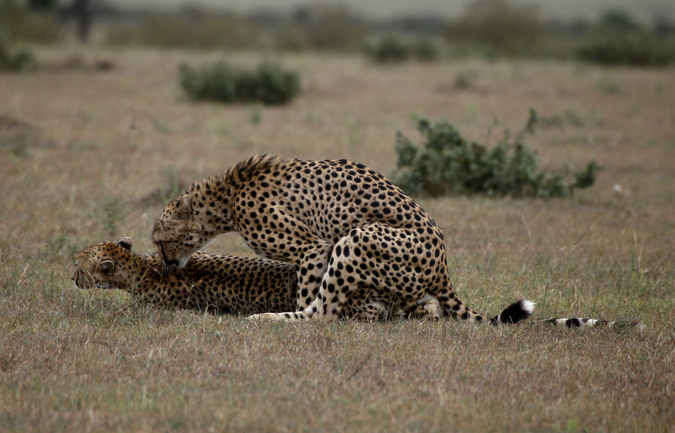 Cheetahs mating in Maasai Mara National Reserve in Kenya