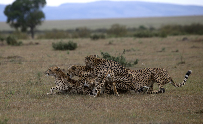 Four cheetahs trying to mate with female in Maasai Mara National Reserve in Kenya