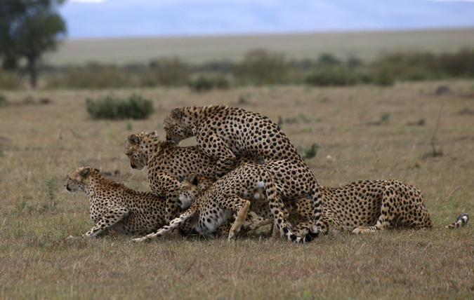Cheetahs mating in Maasai Mara National Reserve in Kenya