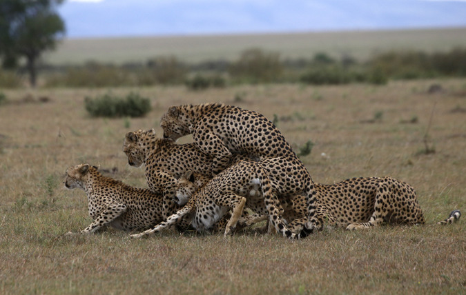 Unique Sighting Cheetahs In Group Mating Frenzy Africa Geographic 