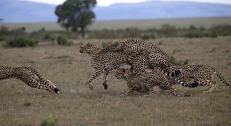 Unique sighting: Cheetahs in group mating frenzy - Africa Geographic