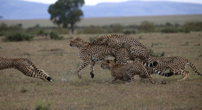 Female cheetah runs away from male cheetahs in Maasai Mara National Reserve in Kenya