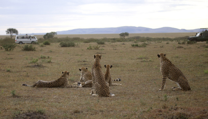 Cheetahs watch a lion in Maasai Mara National Reserve in Kenya