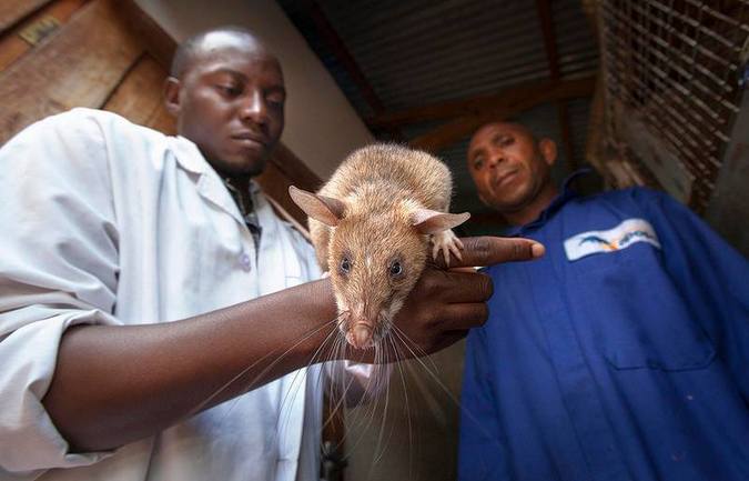 African giant pouched rat with trainers at APOPO in Tanzania