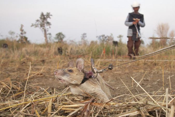 African giant pouched rat sniffing for land mines