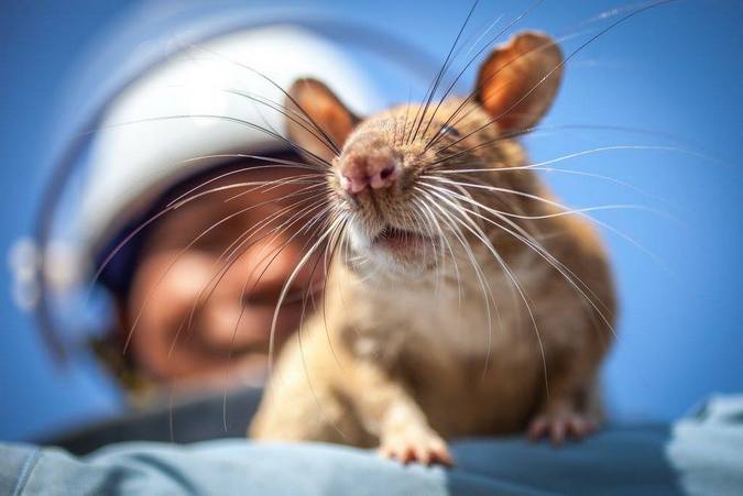 African giant pouched rat