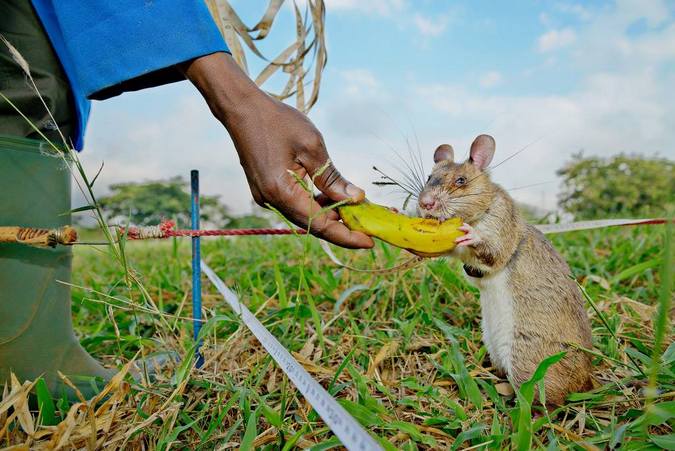 African giant pouched rat eating banana