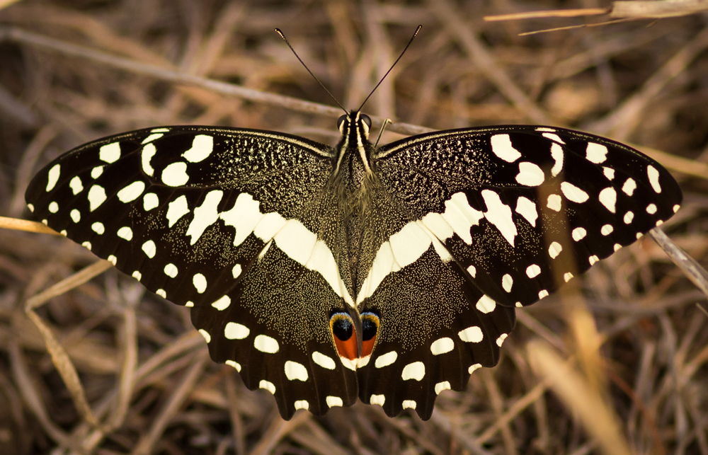 Citrus Swallowtail butterfly