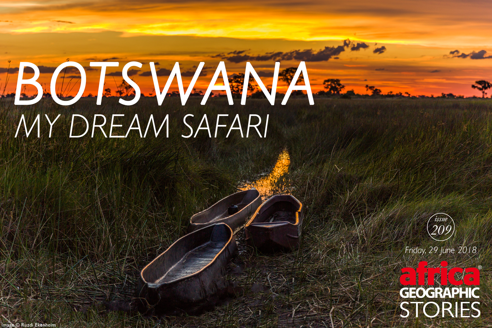dream journey safari