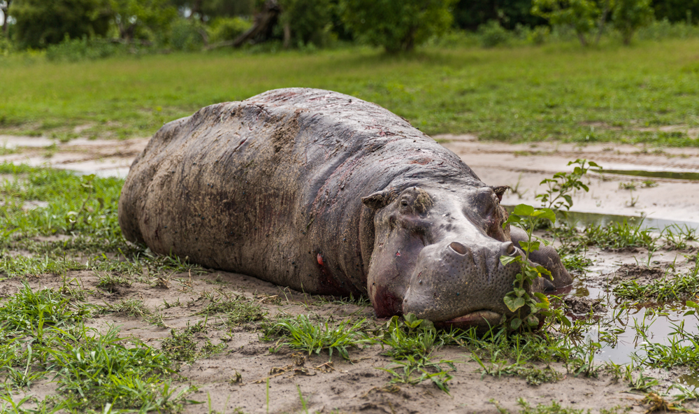 A hippo enjoys some much-needed relaxation