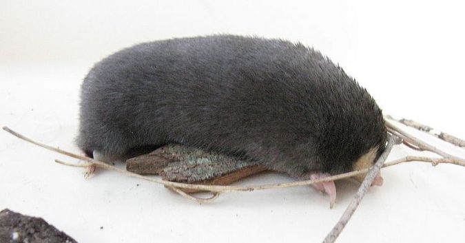 Cape Golden Mole