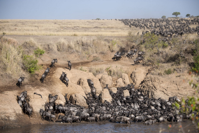 Wildebeest crossing the Mara River in Maasai Mara, Kenya