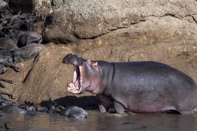 Angry hippo around dead wildebeest in Mara River in Maasai Mara, Kenya