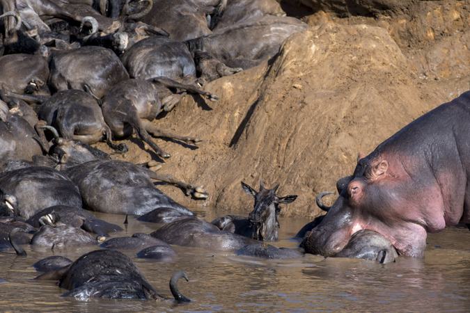 Hippo and dead wildebeest in Mara River in Maasai Mara, Kenya