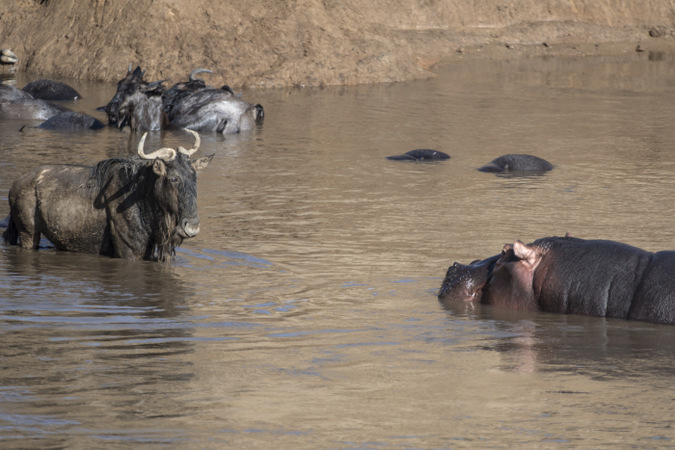 Hippo approaching wildebeest in Mara River in Maasai Mara, Kenya