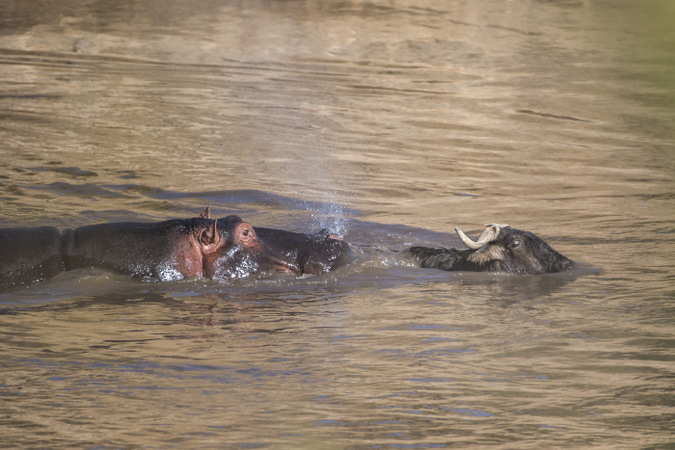 Hippo chasing wildebeest in Mara River in Maasai Mara, Kenya