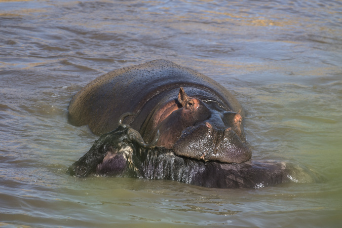 Hippo grabbing onto wildebeest in Mara River in Maasai Mara, Kenya