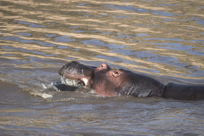 Hippo kills a wildebeest in Mara River in Maasai Mara, Kenya