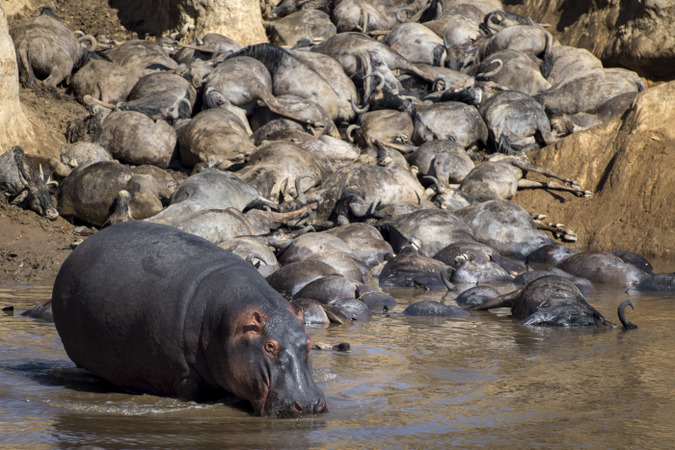 Hippo on the bank of the Mara River with dead wildebeest in Maasai Mara, Kenya