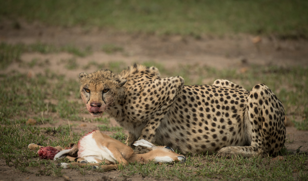 A cheetah eating its fresh kill of a young steenbok