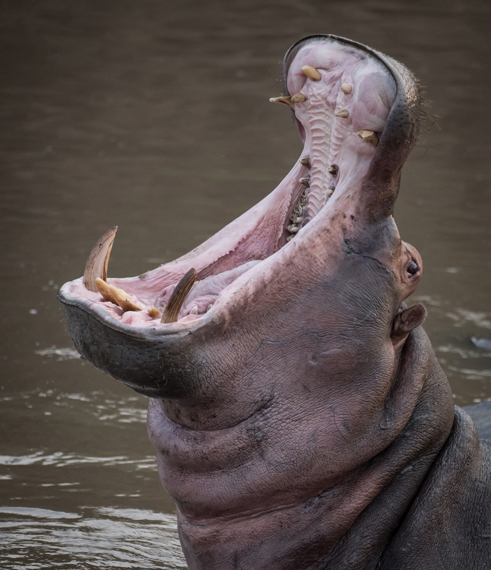 The Mara River is home to a large hippo population