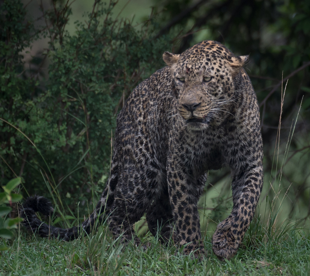 A muddy leopard