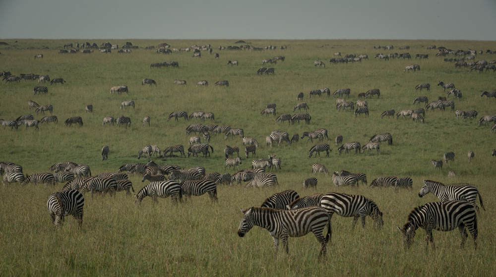Thousands of zebra grazing