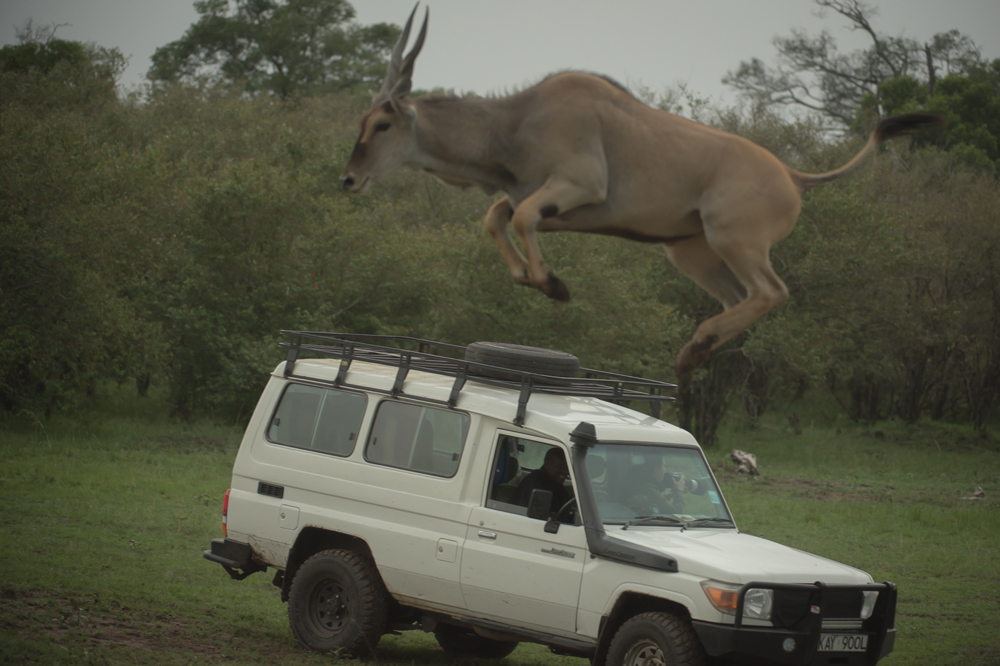 One of the eland takes an unbelievably high jump