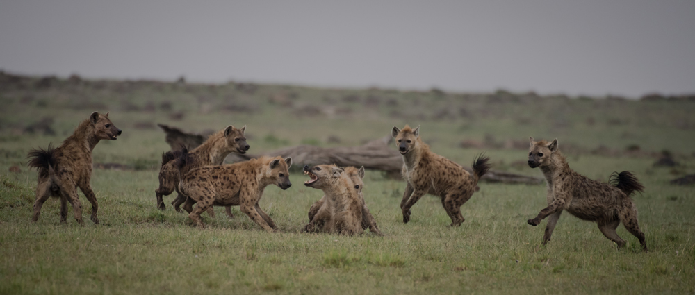 A clan of hyenas