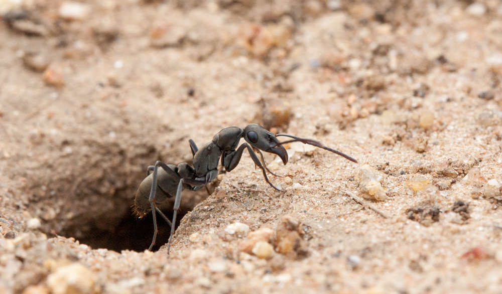 An active ant's nest