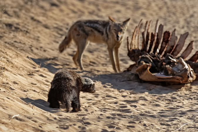 Honey badger and black-backed jackal with giraffe carcass in Kgalagadi Transfrontier Park