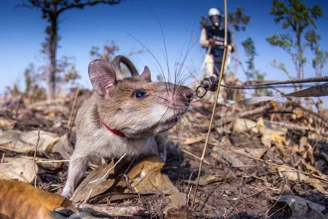 African giant pouched rat sniffing for land mines
