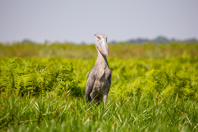 Shoebill in Uganda swamp