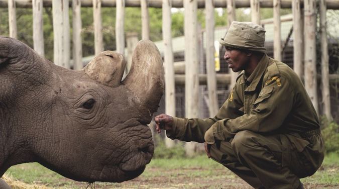 Sudan, the last male northern white rhino with handler