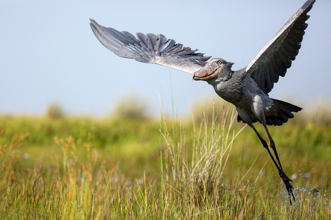 Shoebill flying in Uganda swamps