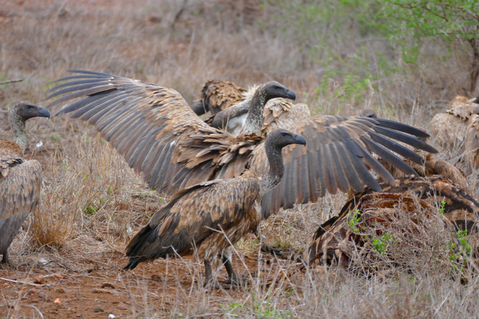 white-backed vultures with carcass