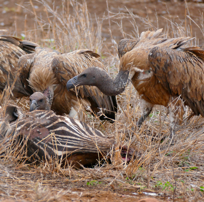 white-backed vultures at zebra carcass