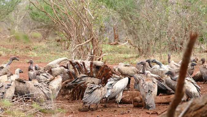 white-backed vultures at giraffe carcass